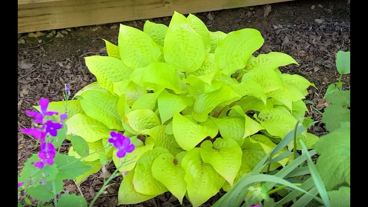 25 Favorite Hostas