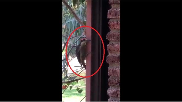 Woodpecker attempts to drill through window