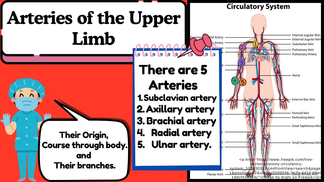 Arteries of the Upper Limb Explained Easy | Anatomy of Upper Limb by Novice Medic