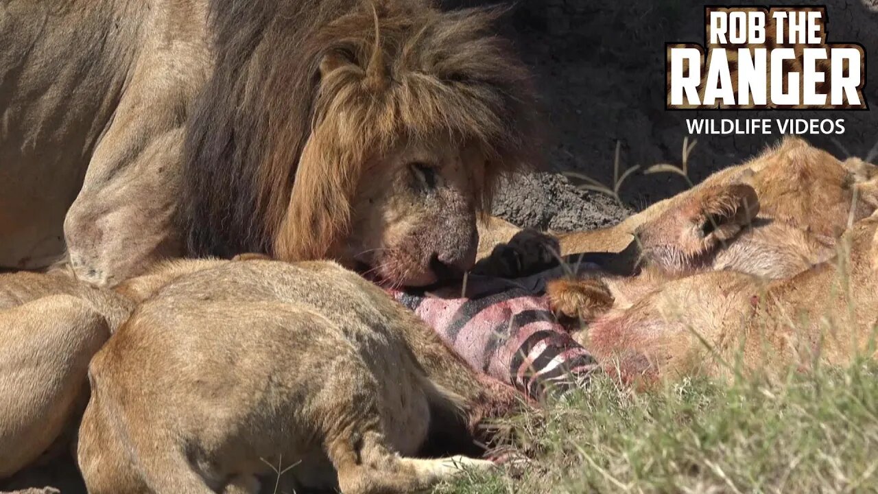 Lion Pride With A Zebra Meal | Maasai Mara Safari | Zebra Plains