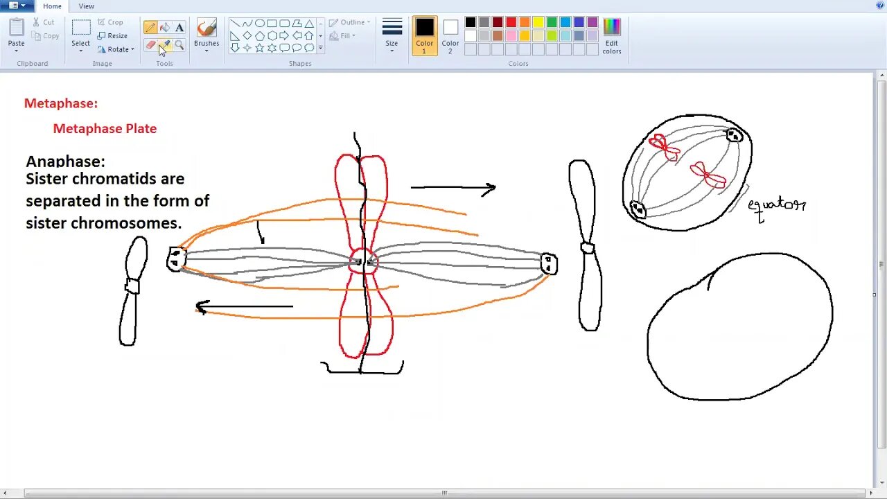 9th Bio metaphase to telophase