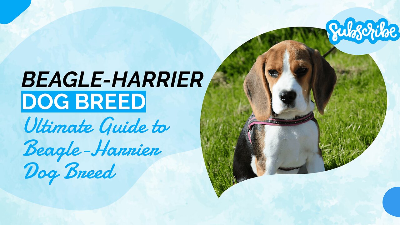 Ultimate Guide to Beagle-Harrier Dog Breed: Characteristics, Care, and Training Tips