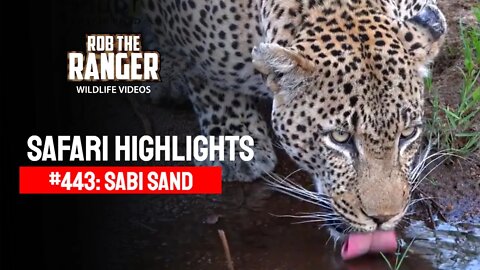 Safari Highlights #443: 30 Oct - 04 Nov 2016 | Sabi Sand Wildtuin | Latest Wildlife Sightings