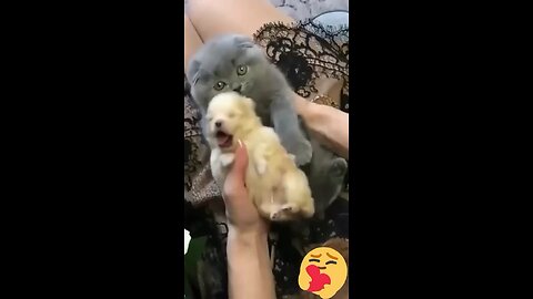 Hey one in a Million love cat 😻💖🐶 Cute kitten hugs puppy #shorts #pets #cats #puppy #dog