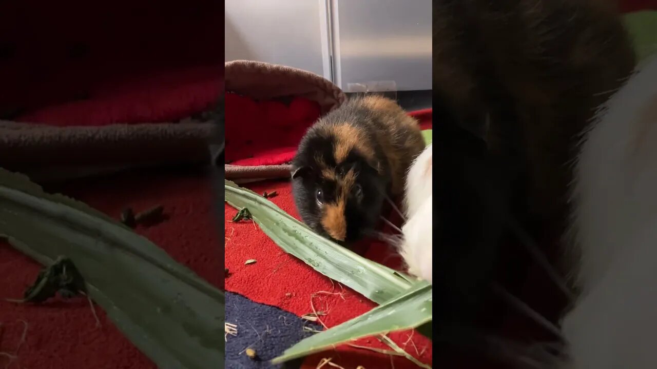 Guinea pigs Pepper & Fergus sharing their leave