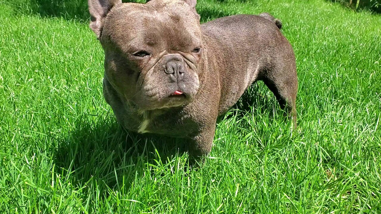 Frenchie enjoying the weather today