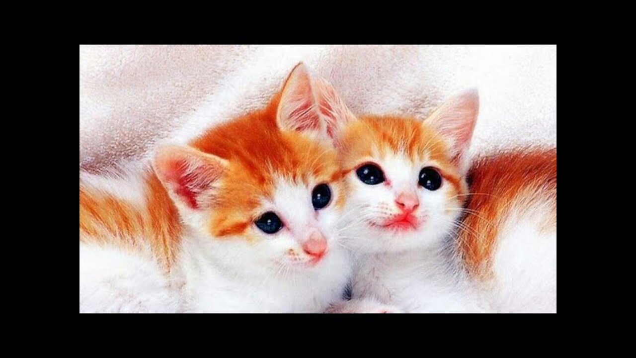 OMG πCute Cats Doing Funny Things π Funniest Cats Video π Cute Cats #cats #cute #funny
