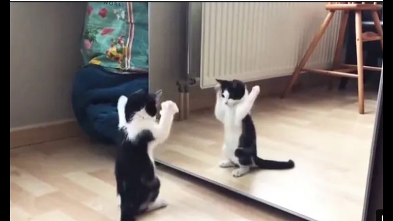 Cute cat fight with mirror