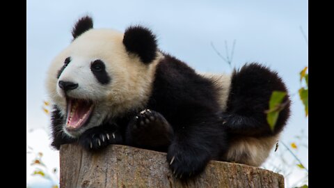 pooping panda