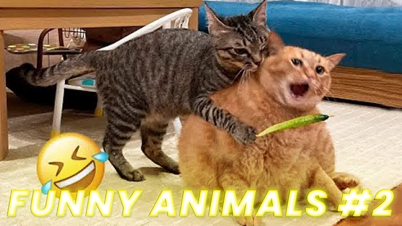 Funniest Animals 2023 😂 New Funny Cats and Dogs Videos 😻🐶