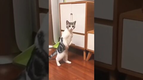 cat funny vi| #reels #shorts #cat #funny