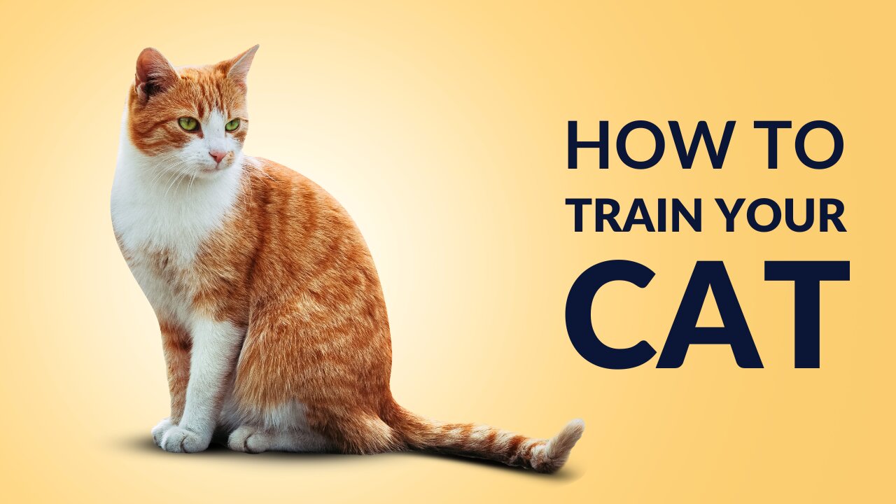 How to train your cat