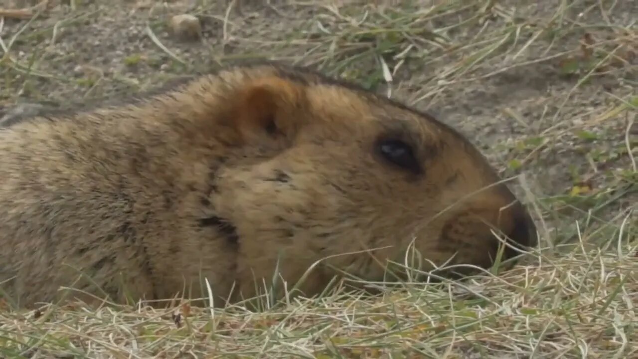 Himalayan Marmots Cute Fur Wild Animal in the Alpine Grasslands of the Himalayas Ladakh Wildlife54