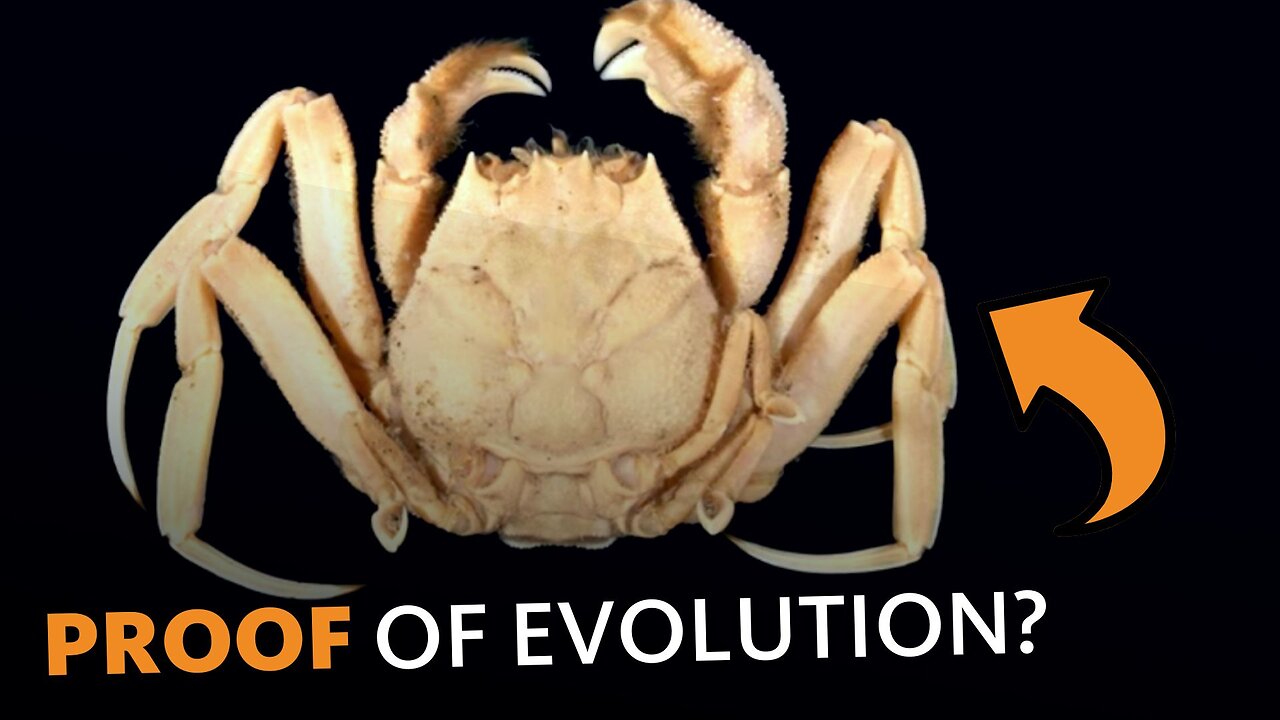 This Samurai Crab Is Fighting to Be Proof of Evolution