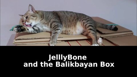 JellyBone is Checking Out the Balikbayan Box - We Really Will Miss This Boy