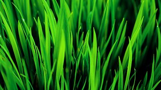🟩Relax with Green Noise and Black Screen🟩