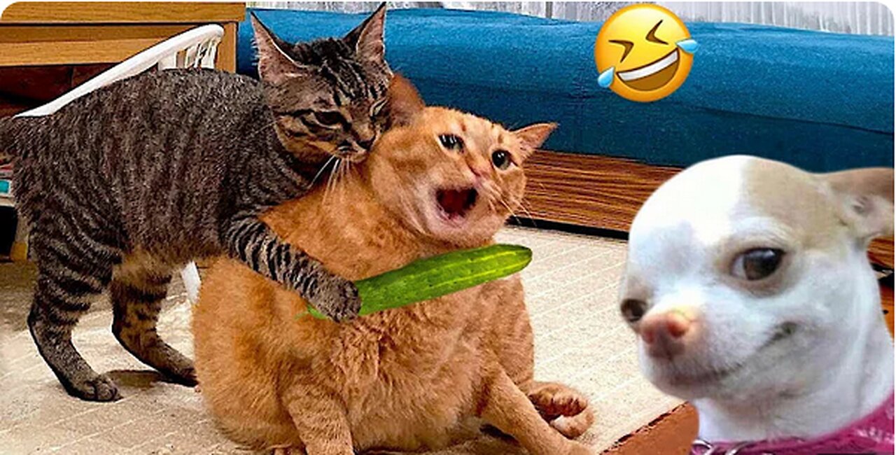 Funniest Cats and Dogs Videos of 2024! 😁 Best Funny Animal Moments 🥰