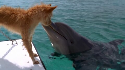 Dolphin dog special friendship