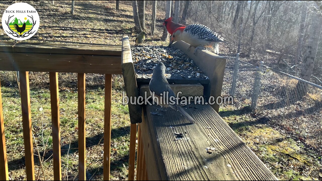 Awesome birds at the feeder