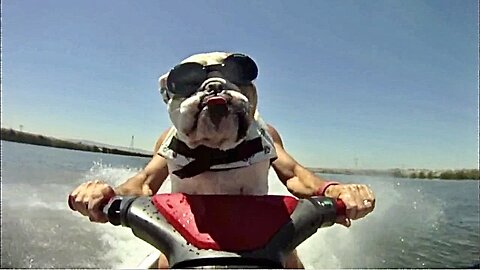 MAN AND BEAST - Part 23 - Surreal Animal Compilations