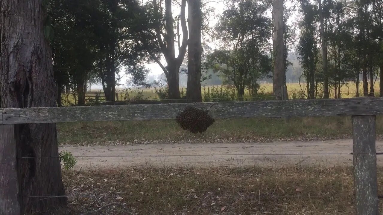 Bee swarm escaping the bush fires