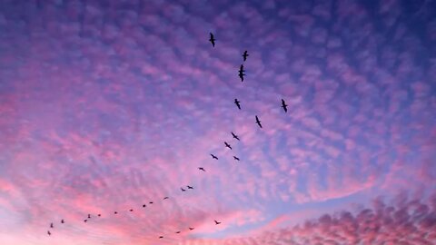 Pelicans at Sunset