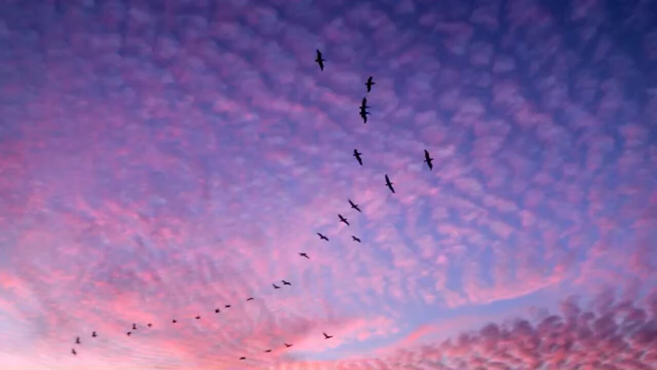 Pelicans at Sunset