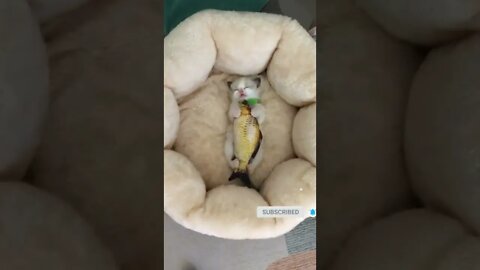 cute cat videos 😹 funny videos 😂 493 😻