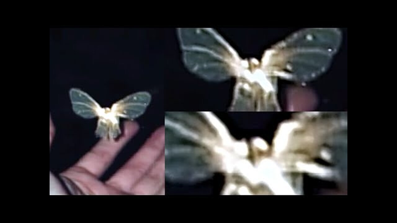 This Man Was Able To Capture The Clearest Images Of A Fairy Ever Taken