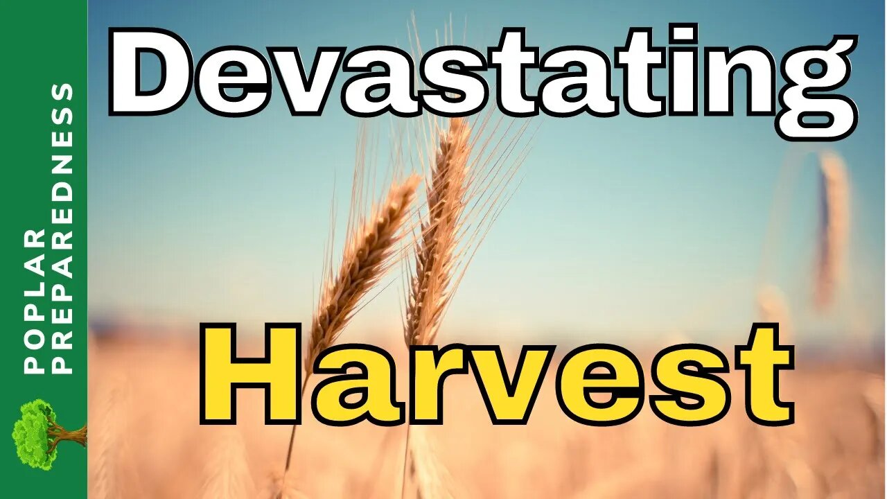 Their Worst Wheat Harvest Just Got Much Worse!