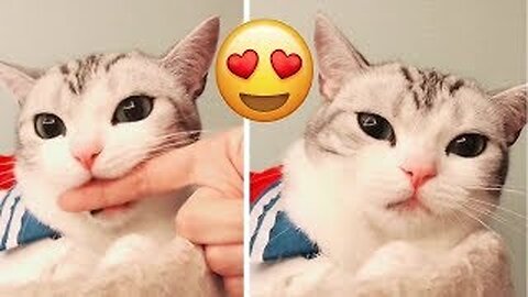 Funny Cats Compilation