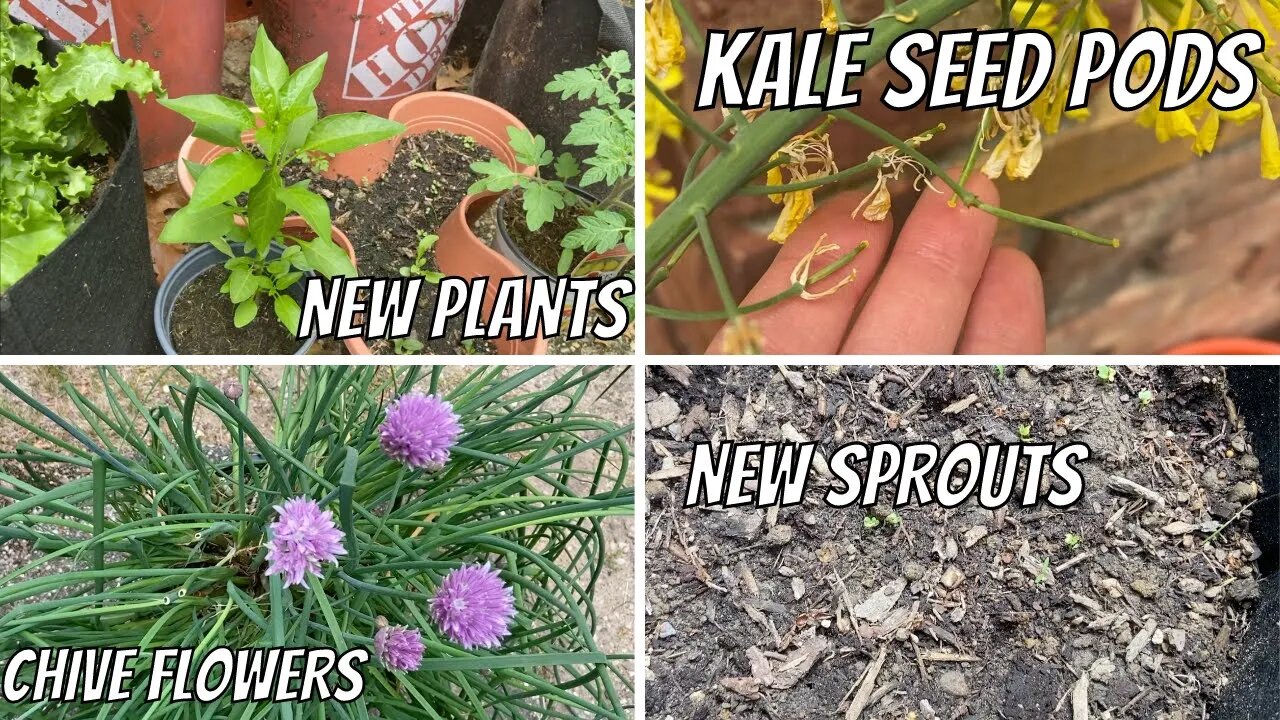 May 13 Bucket Garden Updates | BAD NEWS, Kale Seed Pods, New Plants, New Sprouts, & MORE!