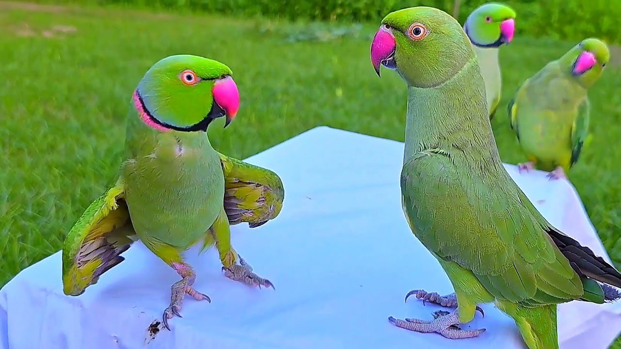 Funny Parrots and Cute Birds Compilation