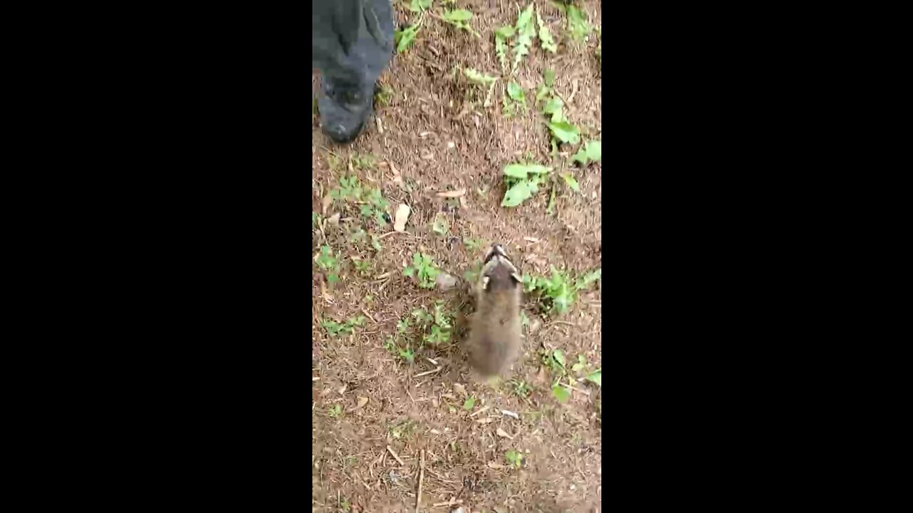 Baby Raccoons Chase Rehabber -- Viral
