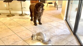 Ragdoll Shows Off Toy To Dog Brothers, Then Hides In His Fort