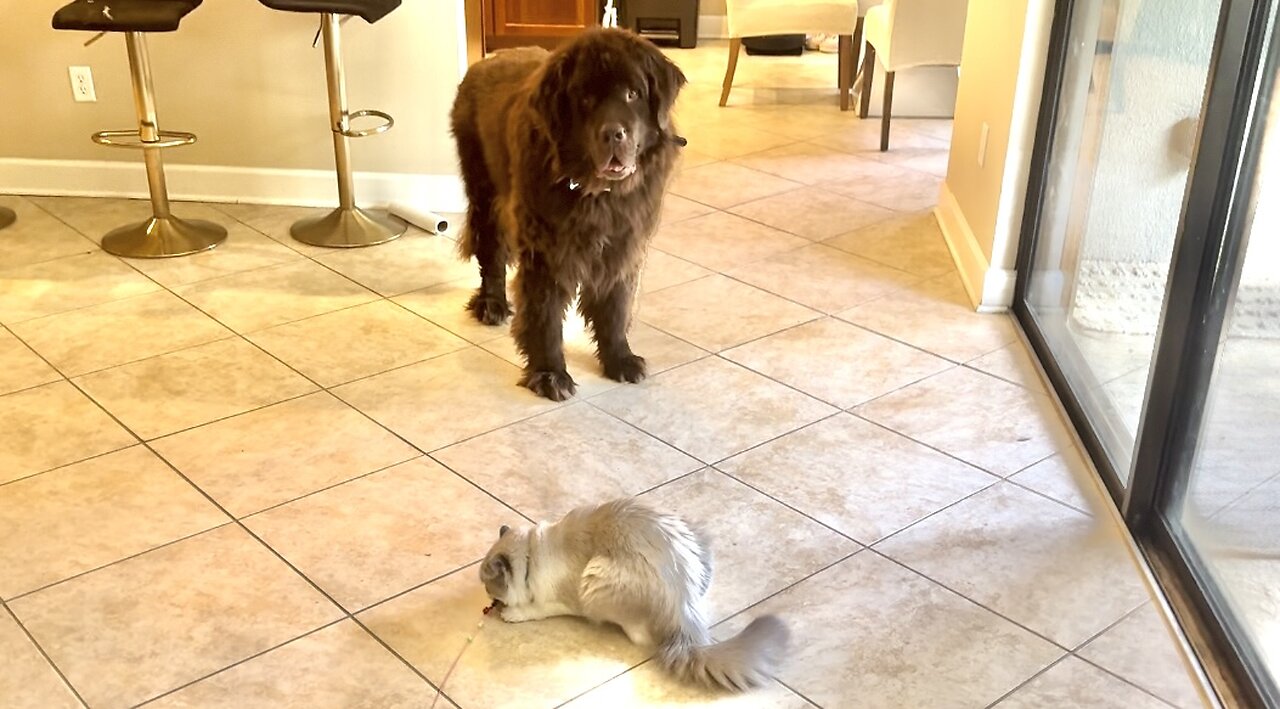Ragdoll Shows Off Toy To Dog Brothers, Then Hides In His Fort