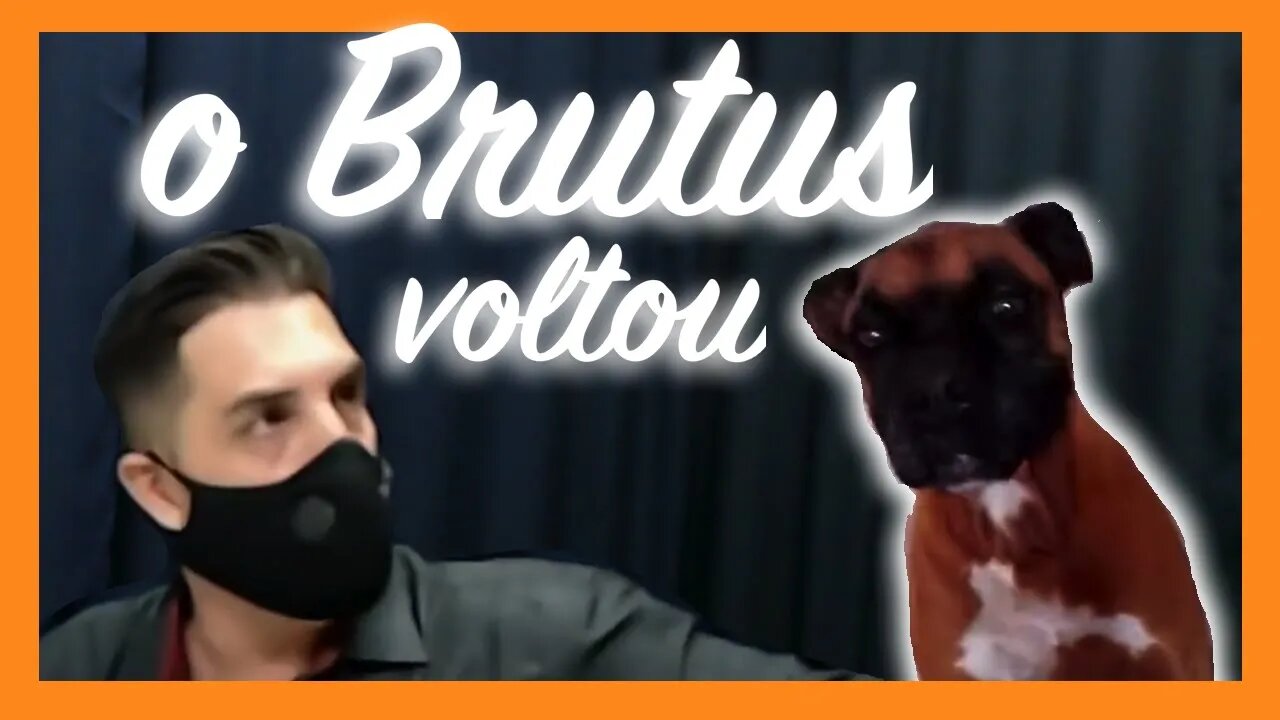 Brutus apareceu!