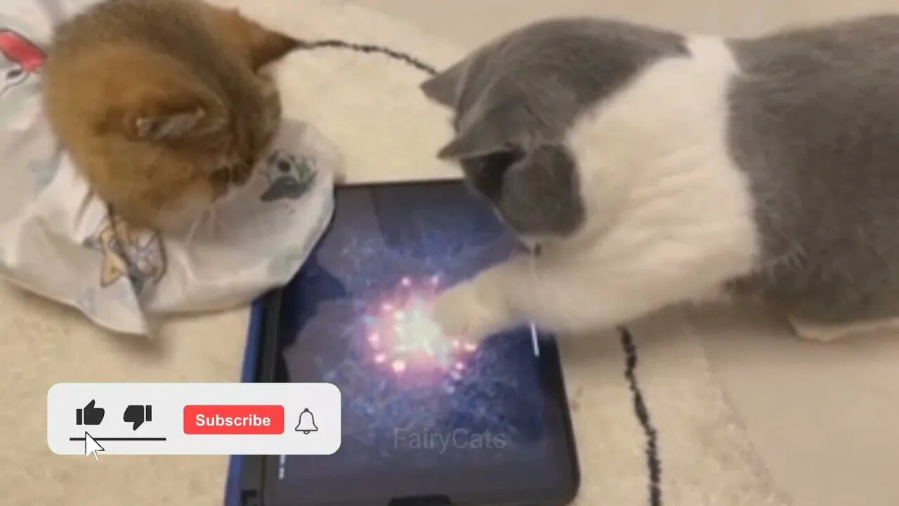Cute and Funny Cat Videos Compilation - Don't try to hold back Laughter 😂 - FairyCats