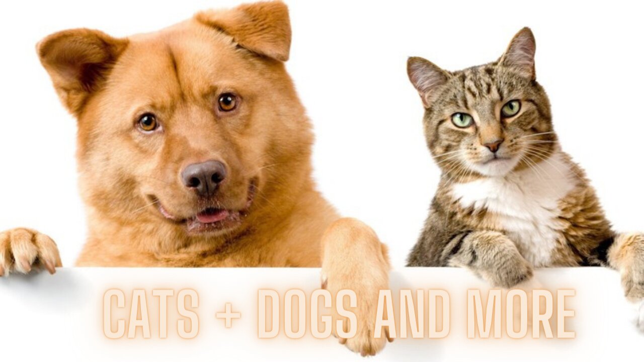 Cats + Dogs and more