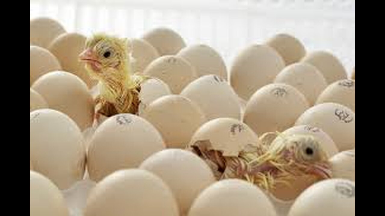 Baby Chick Hatching | Egg Hatching