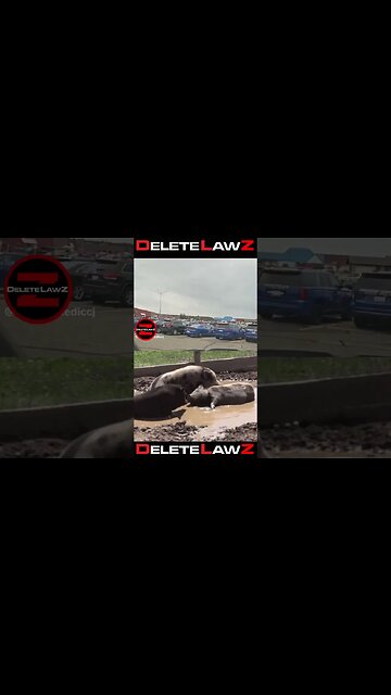 COPS AND DONUTS ARE LIKE A PIG IN 💩 #deletelawz #funny