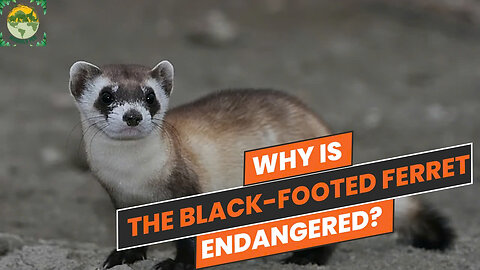 Why is the black-footed ferret endangered? | ANIMALS PEA