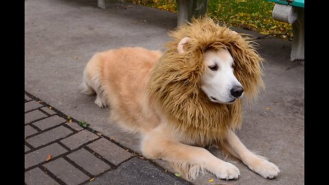 Troll Prank Dog Funny vs fake Lion