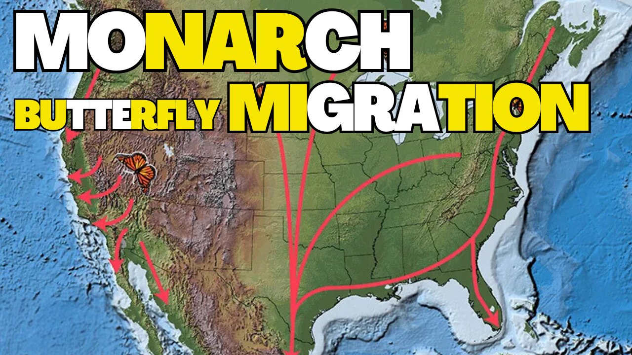 Monarch Butterfly Migration