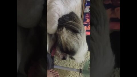 Shih tzu puppy likes electric fan