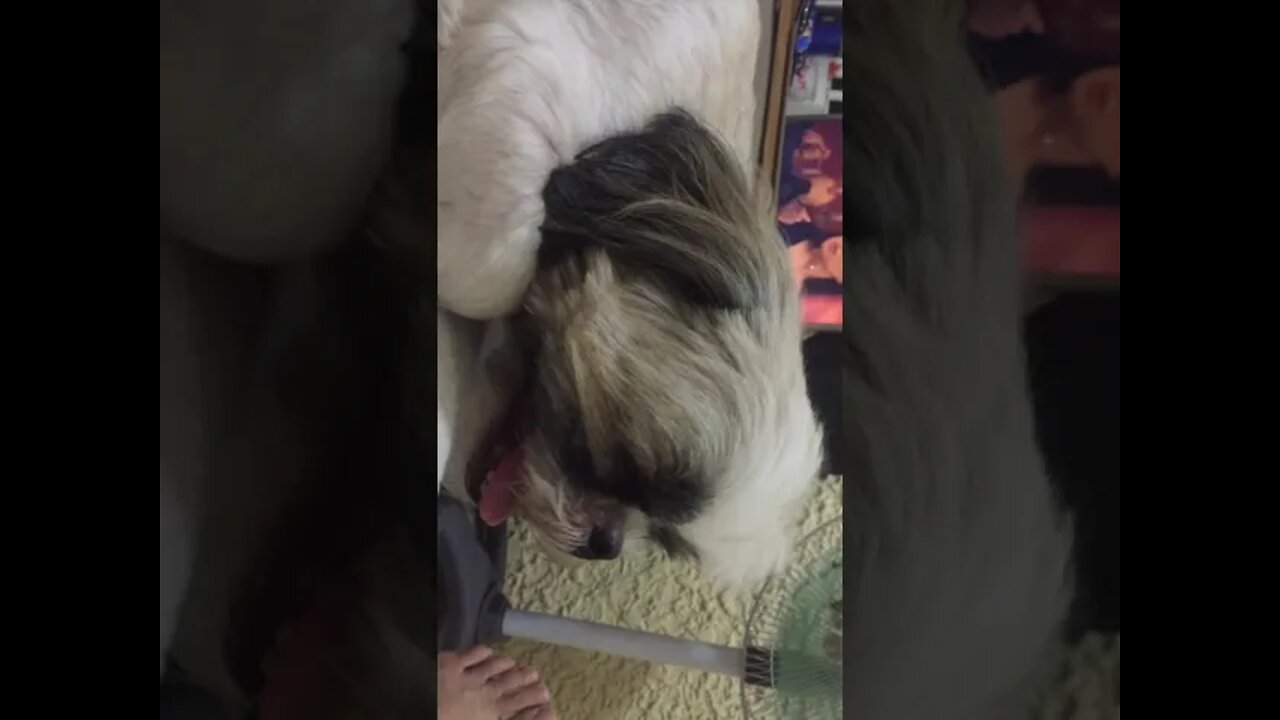 Shih tzu puppy likes electric fan