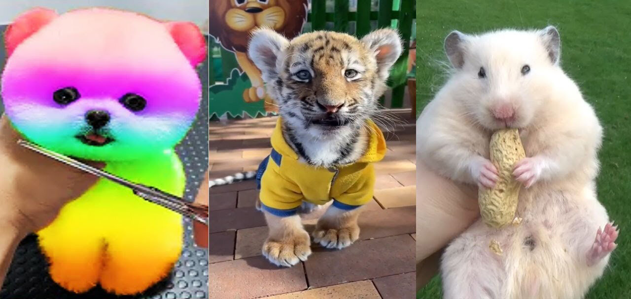 Cute baby animals Videos Compilation cute moment of the animals | Think Voice |2023