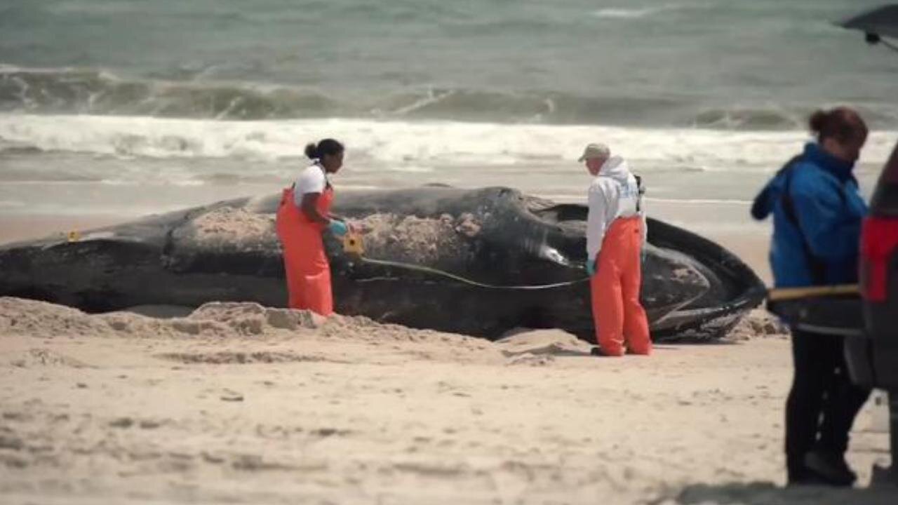 Windmills are killing the whales, it’s horrible! At this rate, they'll soon be extinct!