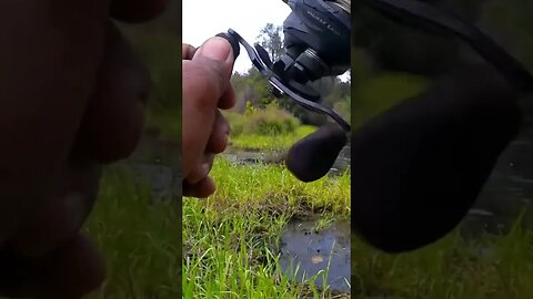 Detik-detik sambaran sang predator gigi tajam#shorts