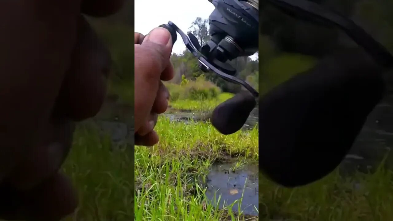 Detik-detik sambaran sang predator gigi tajam#shorts